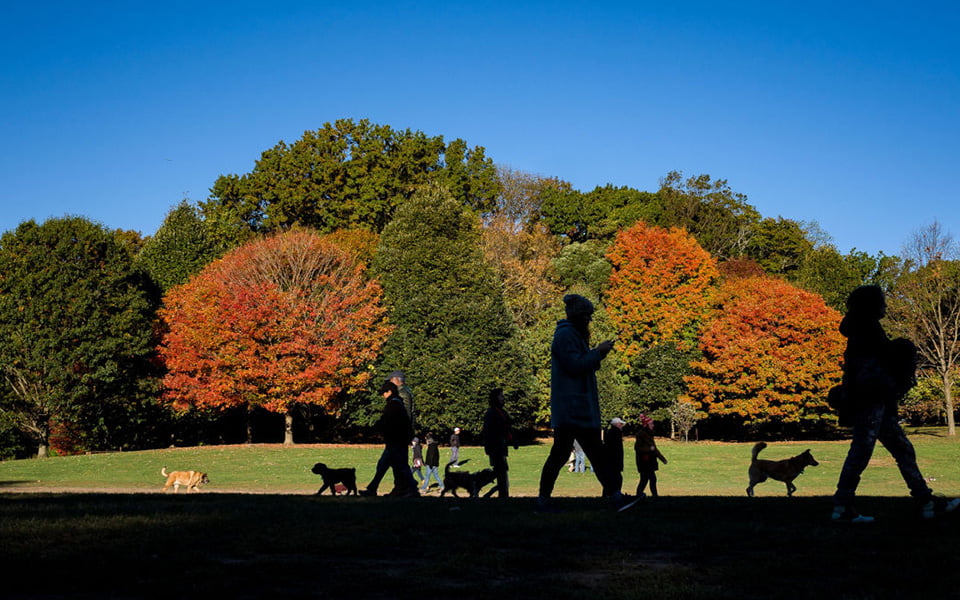منتزه "بروسبكت بارك" (Prospect Park)